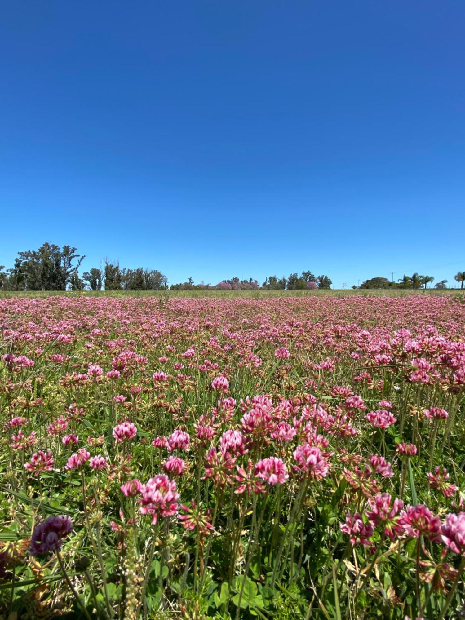 Estancia La Violeta Chajarí Zewnętrze zdjęcie