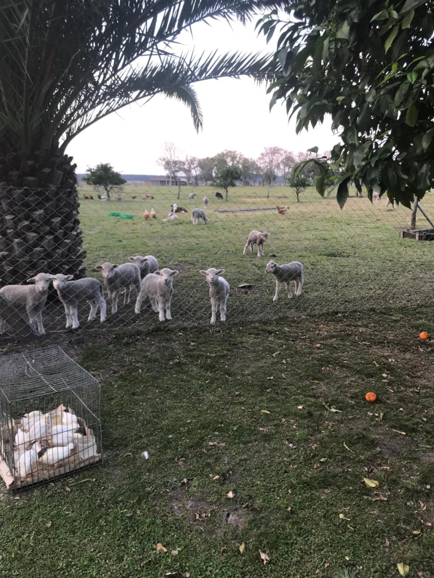 Estancia La Violeta Chajarí Zewnętrze zdjęcie